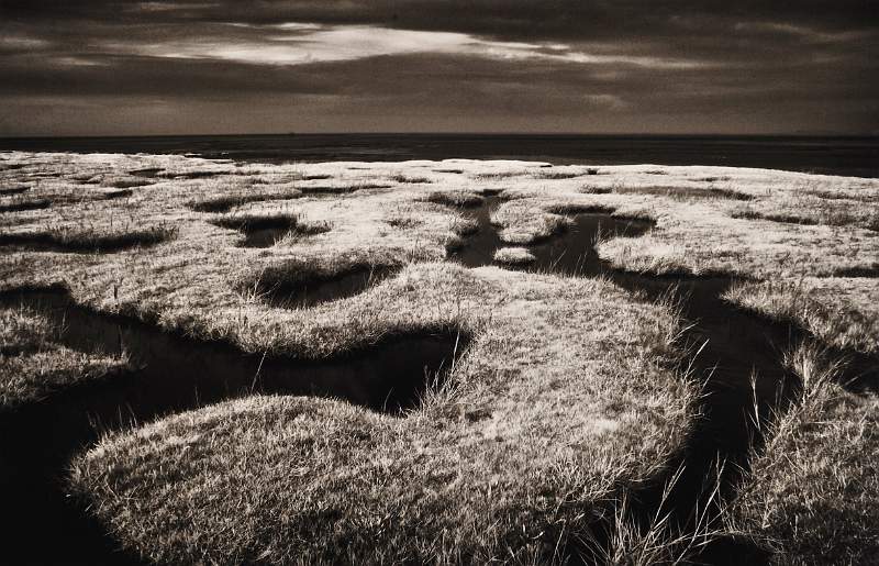 Barry Freeman - Sea Marsh Edge of Moecombe Bay.jpg